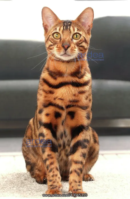  : Cat Bengal