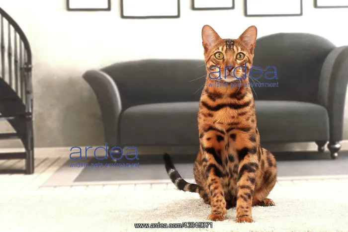  : Cat Bengal