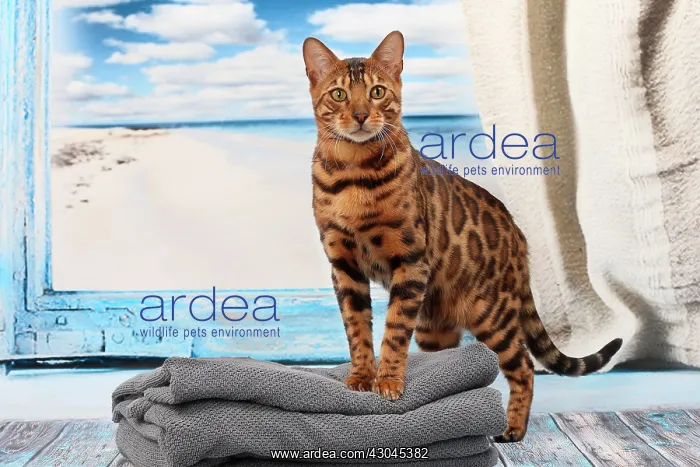  : Cat Bengal