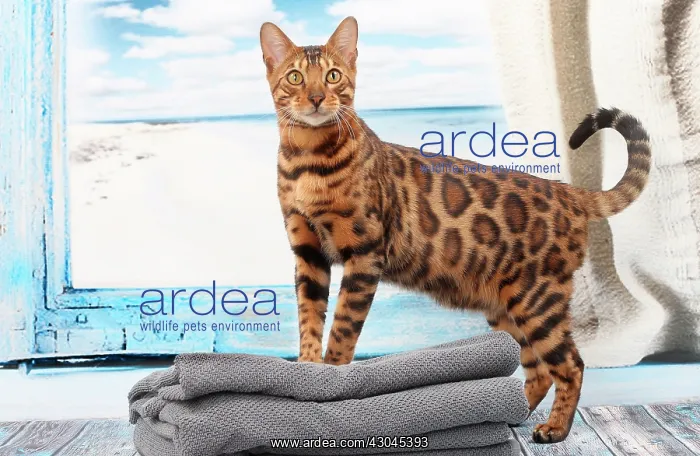  : Cat Bengal