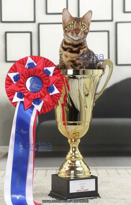  : Cat Bengal