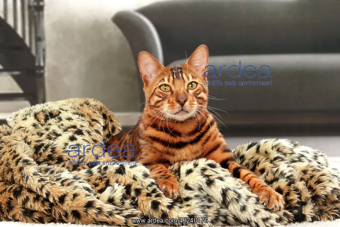  : Cat Bengal