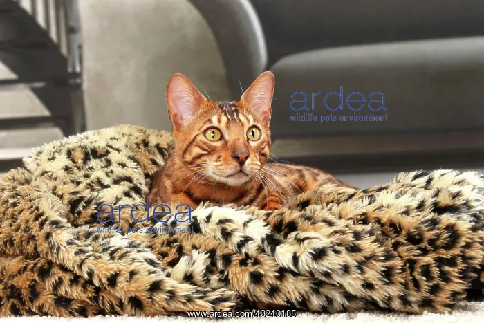  : Cat Bengal
