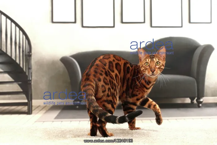  : Cat Bengal