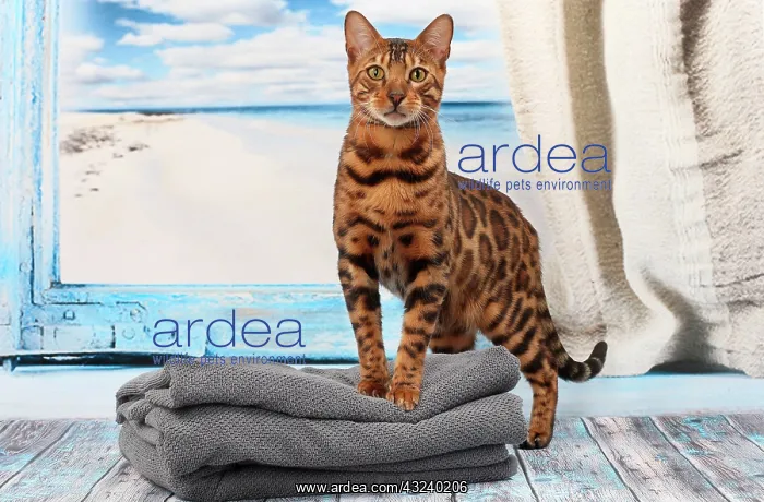  : Cat Bengal