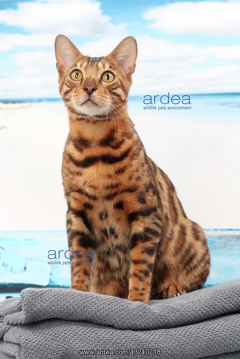  : Cat Bengal