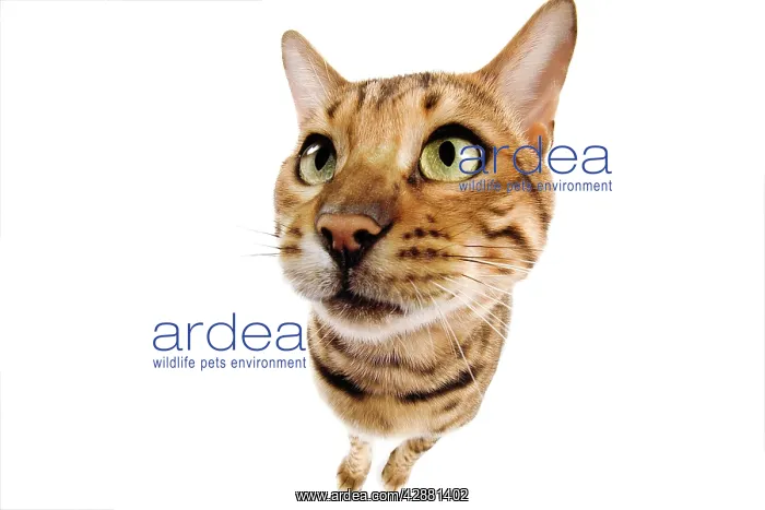  : Cat - Bengal brown spotted - fish-eye lense