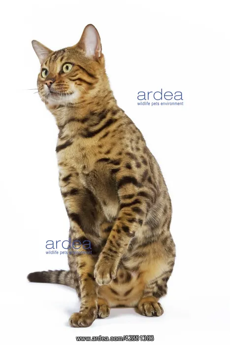  : Cat - Bengal brown spotted sitting in studio