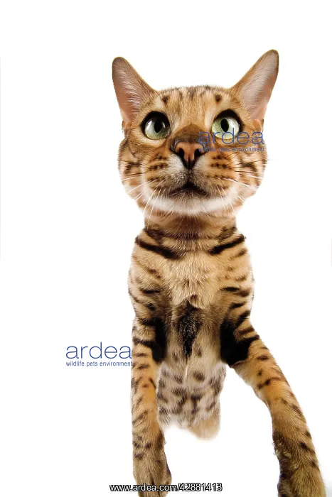 : Cat - Bengal brown spotted stretching up to camera : Cat - Bengal brown spotted stretching up to camera