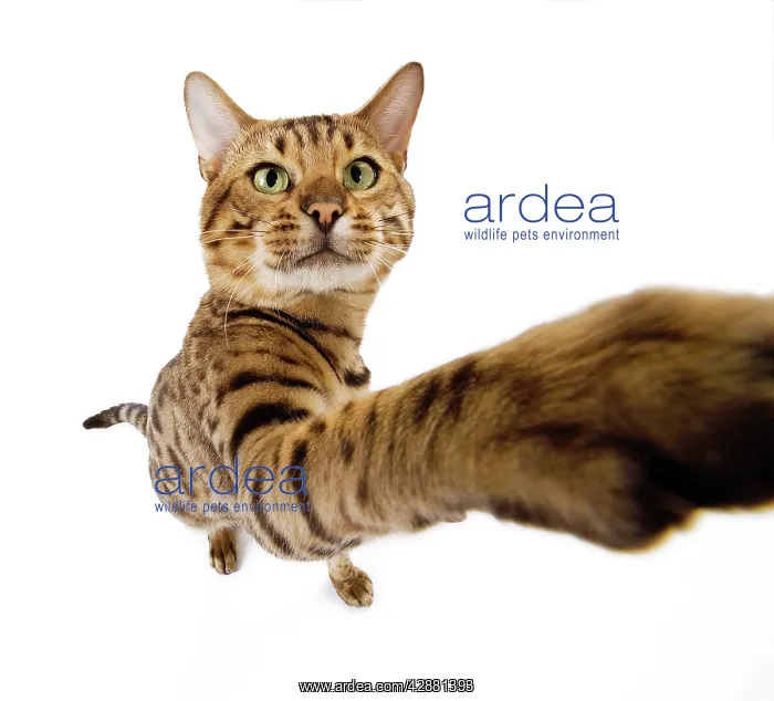 : Cat - Bengal brown spotted stretching paw to camera : Cat - Bengal brown spotted stretching paw to camera
