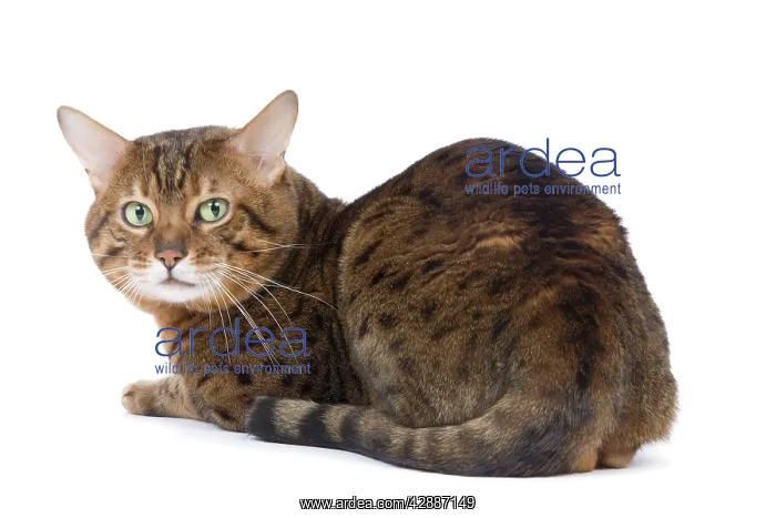  : Cat - Bengal - Brown spotted in studio