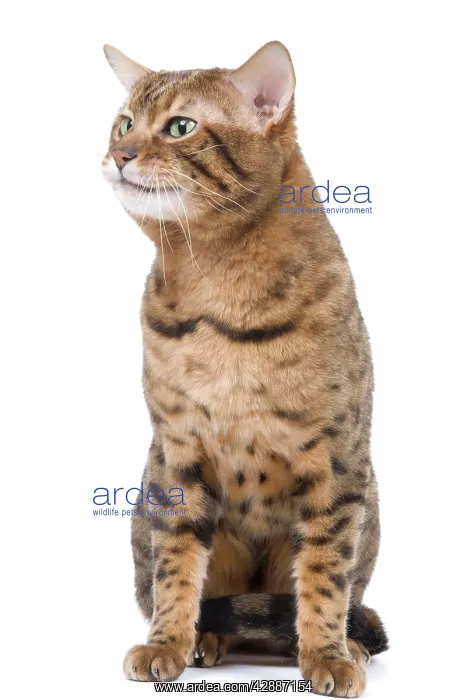  : Cat - Bengal - Brown spotted in studio
