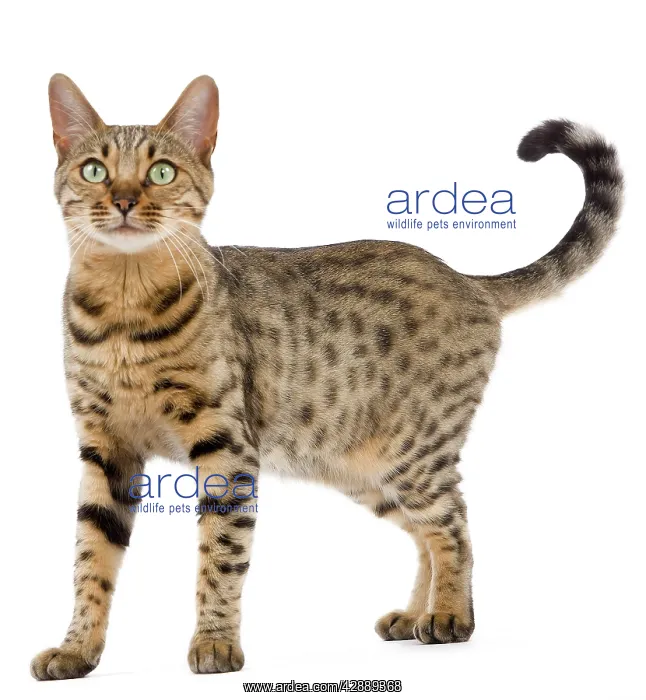  : Cat - Bengal - Brown spotted in studio
