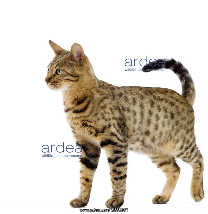  : Cat - Bengal - Brown spotted in studio