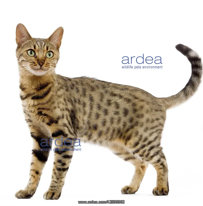  : Cat - Bengal - Brown spotted in studio