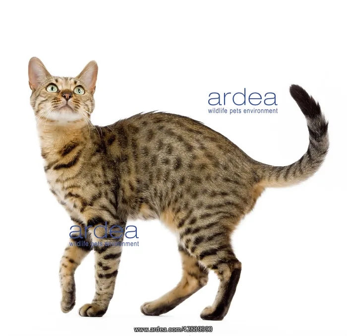  : Cat - Bengal - Brown spotted in studio