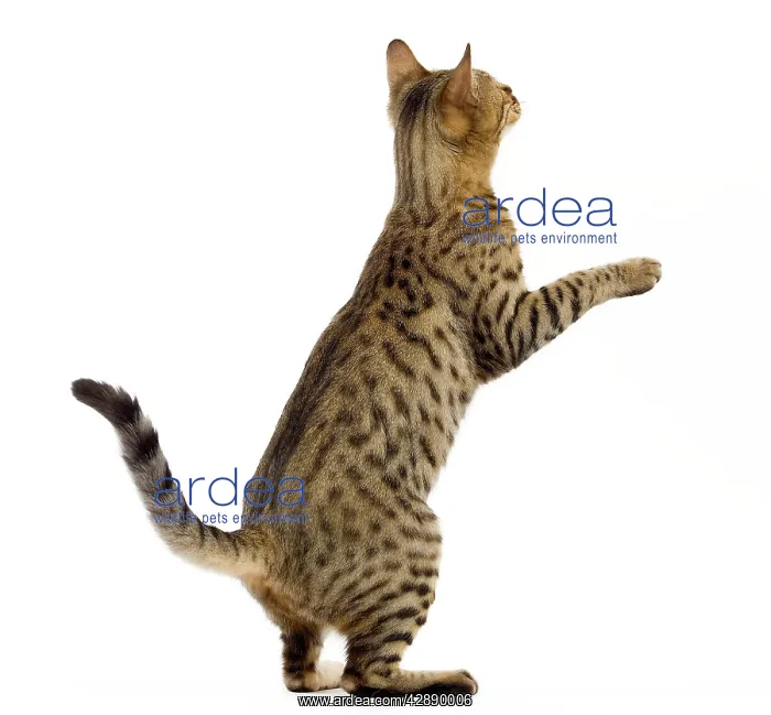 : Cat - Bengal - Brown spotted in studio on hind legs : Cat - Bengal - Brown spotted in studio on hind legs