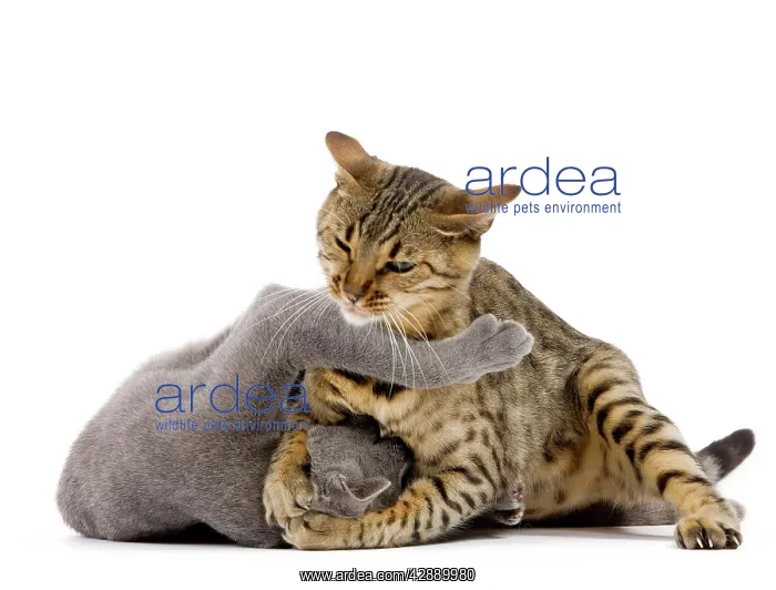 : Cat - Bengal - Brown spotted in studio play fighting : Cat - Bengal - Brown spotted in studio play fighting
