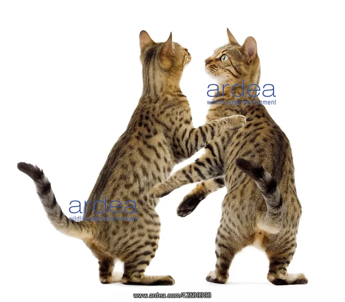 : Cat - Bengal - two Brown spotted in studio playing : Cat - Bengal - two Brown spotted in studio playing