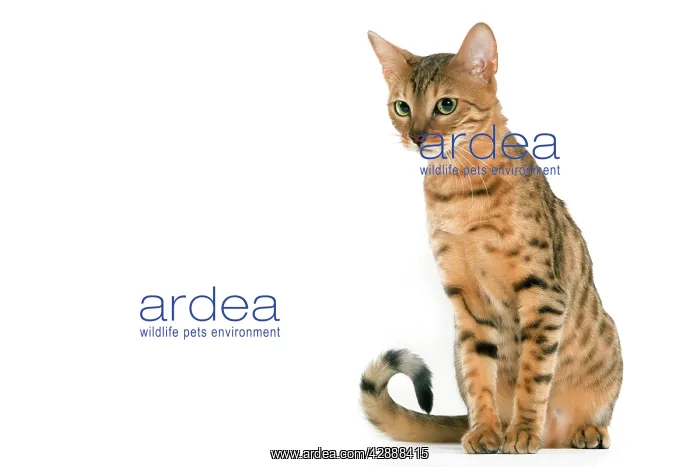  : Cat - Bengal brown spotted tabby in studio