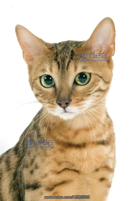  : Cat - Bengal brown spotted tabby in studio