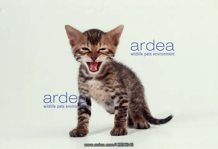 : CAT - Bengal Kitten - 4 weeks miaowing : CAT - Bengal Kitten - 4 weeks miaowing