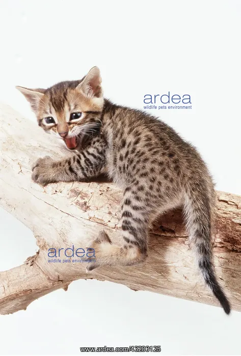 : CAT - BENGAL KITTEN 4 weeks old on branch : CAT - BENGAL KITTEN 4 weeks old on branch
