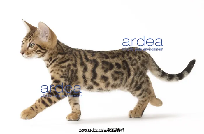  : Cat Bengal kitten
