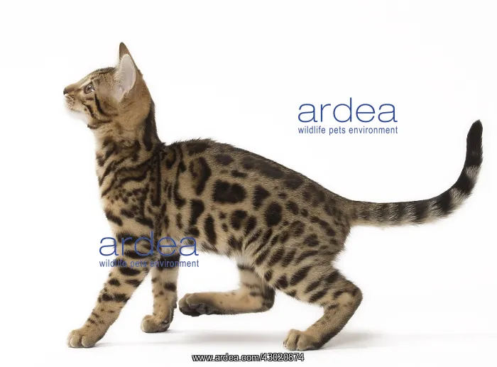  : Cat Bengal kitten