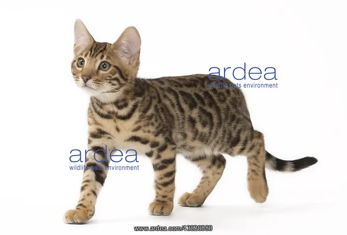  : Cat Bengal kitten