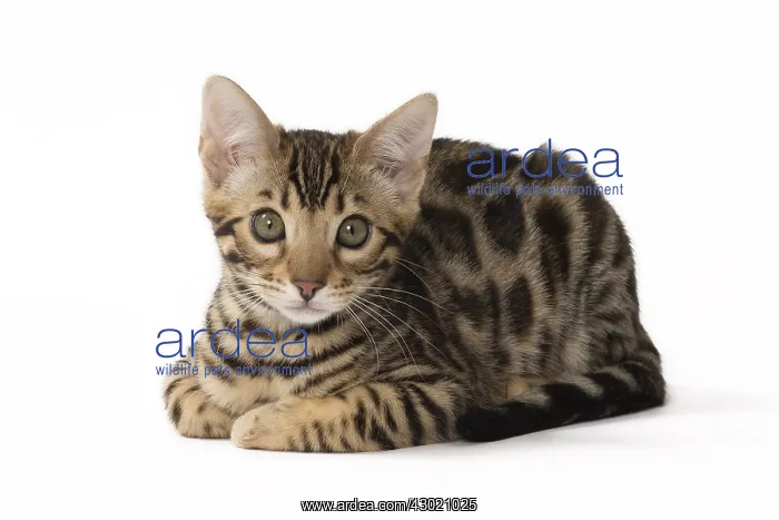  : Cat Bengal kitten