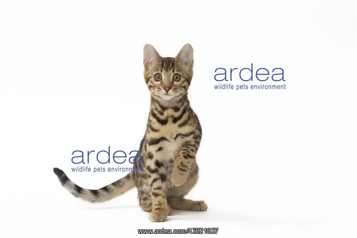  : Cat Bengal kitten