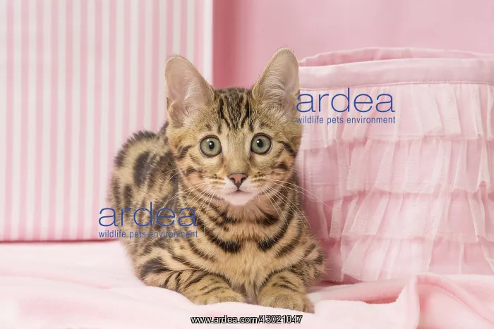  : Cat Bengal kitten