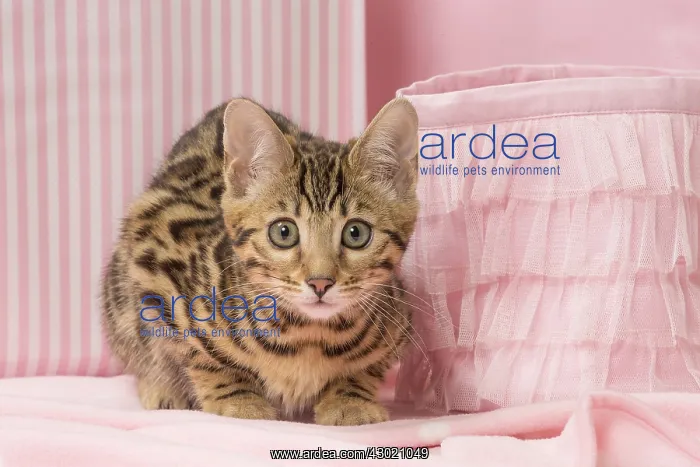  : Cat Bengal kitten