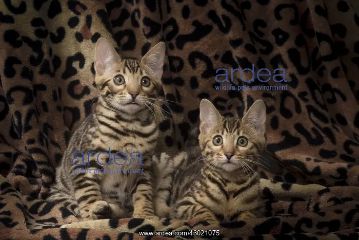  : Cat Bengal kitten