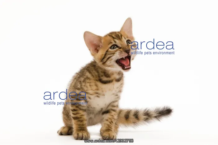  : Cat - bengal kitten - 8 weeks old miaowing
