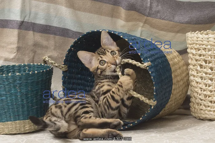  : Cat Bengal kitten in basket