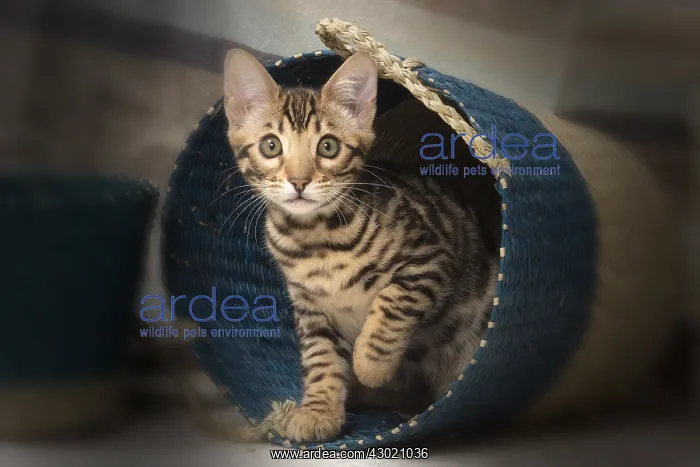  : Cat Bengal kitten in basket