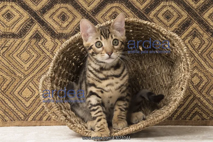  : Cat Bengal kitten in basket