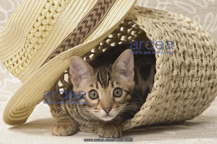  : Cat Bengal kitten in basket with straw hat