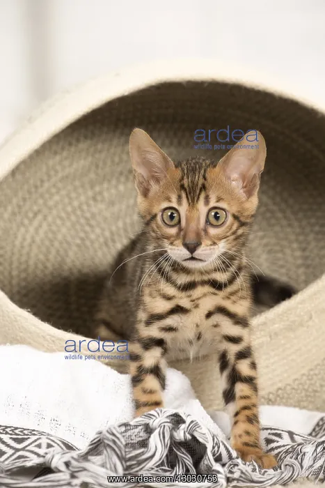  : Cat - Bengal kitten indoors