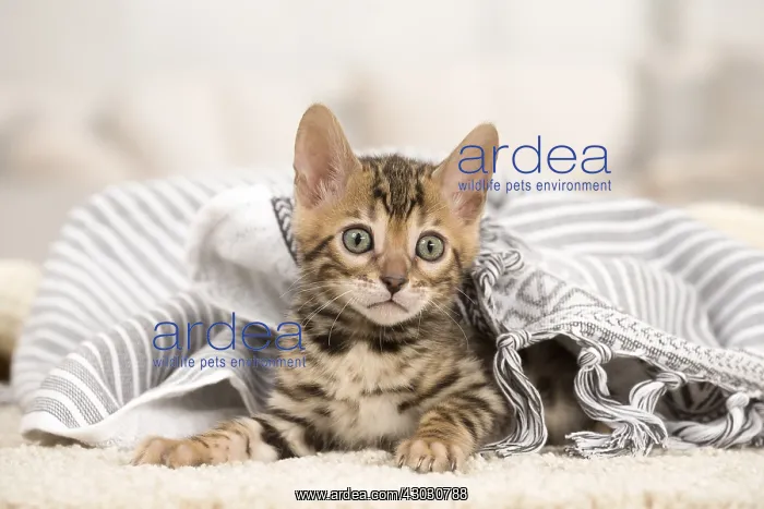  : Cat - Bengal kitten indoors