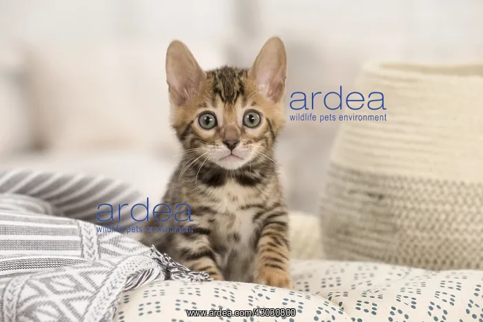 : Cat - Bengal kitten indoors