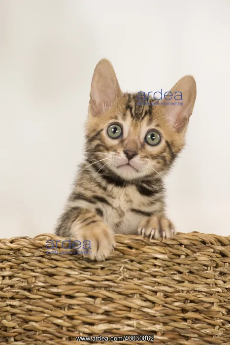  : Cat - Bengal kitten indoors