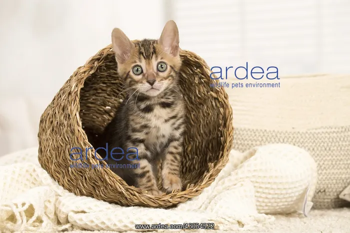  : Cat - Bengal kitten indoors