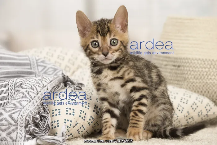  : Cat - Bengal kitten indoors