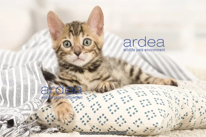  : Cat - Bengal kitten indoors