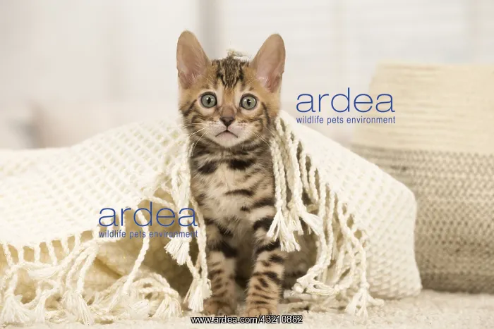  : Cat - Bengal kitten indoors