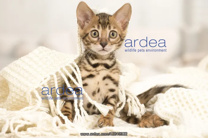  : Cat - Bengal kitten indoors