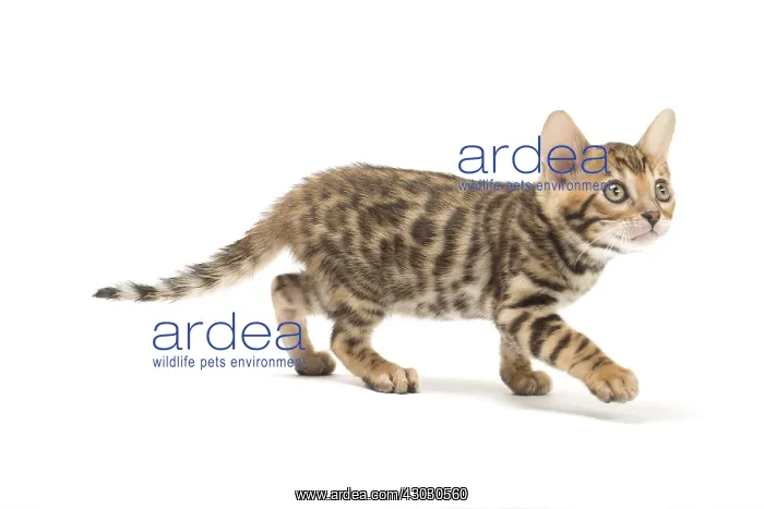 : Cat - Bengal kitten in the studio